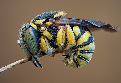 צילום: ארז מרום צילום: ארז מרום