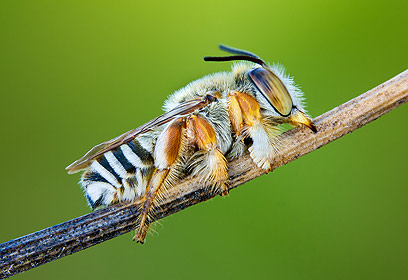 צילום: ארז מרום צילום: ארז מרום