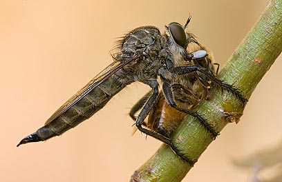 צילום: טל ספוז'ניקוב