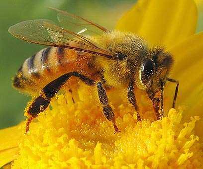 צילום: טל ספוז'ניקוב