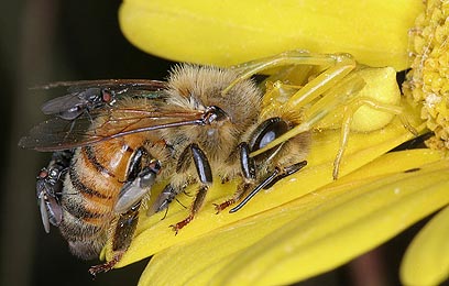 צילום: טל ספוז'ניקוב צילום: טל ספוז'ניקוב