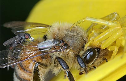 צילום: טל ספוז'ניקוב צילום: טל ספוז'ניקוב