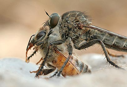 צילום: טל ספוז'ניקוב צילום: טל ספוז'ניקוב