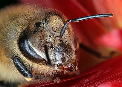 צילום: טל ספוז'ניקוב צילום: טל ספוז'ניקוב