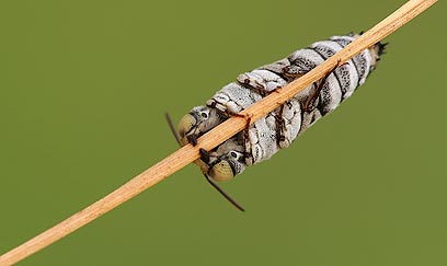צילום: טל ספוז'ניקוב צילום: טל ספוז'ניקוב