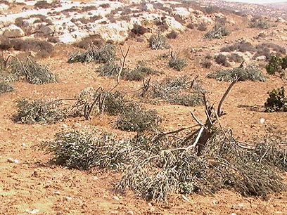 עצי זית כרותים סמוך לחברון (צילום: נסר אל נוואג'עה, בצלם) (צילום: נסר אל נוואג'עה, בצלם)