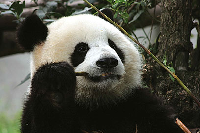 הפנדה הגדולה. עקב מראה, הפכה לסמל של הארגונים להגנה על בע"ח (WWF) (צילום: יוסי טסטסה) (צילום: יוסי טסטסה)