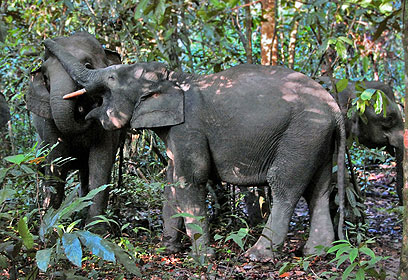 הכוכבים האמיתיים ביער. פילים גמדיים בבורניאו (צילום: Gregg Yan, WWF-Philippines) (צילום: Gregg Yan, WWF-Philippines)