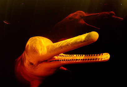 צילום: מישל בראונשטיין צילום: מישל בראונשטיין