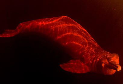 צילום: מישל בראונשטיין צילום: מישל בראונשטיין