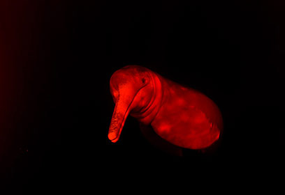 צילום: מישל בראונשטיין צילום: מישל בראונשטיין