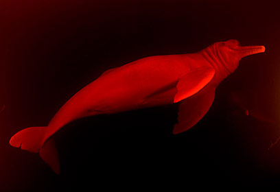 צילום: מישל בראונשטיין צילום: מישל בראונשטיין