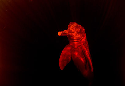 צילום: מישל בראונשטיין צילום: מישל בראונשטיין