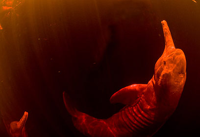 צילום: מישל בראונשטיין צילום: מישל בראונשטיין