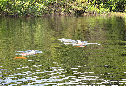 צילום: מישל בראונשטיין צילום: מישל בראונשטיין