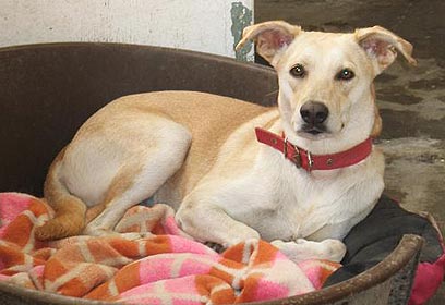 צילום: כלב חתול אימוץ