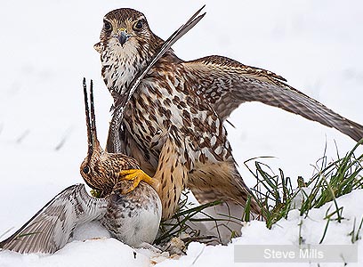 צילום: Veolia Environnement Wildlife Photographer of the Year 2011 צילום: Veolia Environnement Wildlife Photographer of the Year 2011