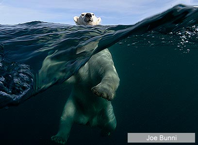 צילום: Veolia Environnement Wildlife Photographer of the Year 2011 צילום: Veolia Environnement Wildlife Photographer of the Year 2011