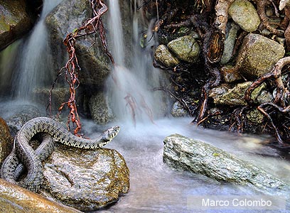צילום: Veolia Environnement Wildlife Photographer of the Year 2011 צילום: Veolia Environnement Wildlife Photographer of the Year 2011