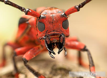 צילום: Veolia Environnement Wildlife Photographer of the Year 2011 צילום: Veolia Environnement Wildlife Photographer of the Year 2011