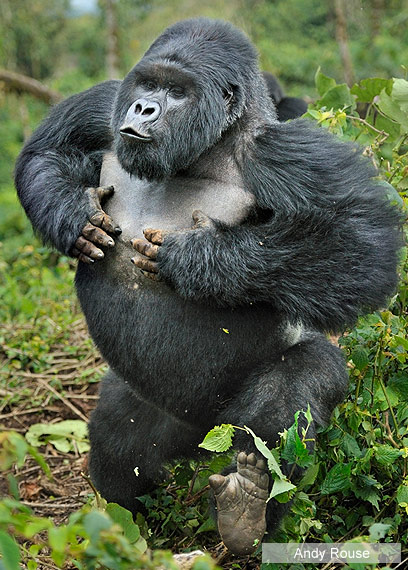 צילום: Veolia Environnement Wildlife Photographer of the Year 2011 צילום: Veolia Environnement Wildlife Photographer of the Year 2011