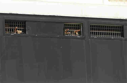 עוד מעט החופש. האסירים מכלא נפחא בדרך לקציעות (צילום: צפריר אביוב) (צילום: צפריר אביוב)