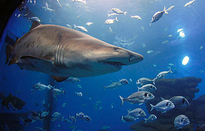 כרישים. נמשכים לתנות כוח ולאסדות הקידוח (צילום: רויטרס) (צילום: רויטרס)