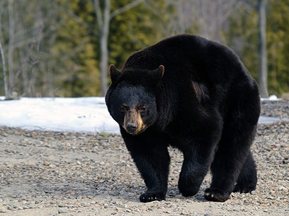 2011: שנה של דובים ביער הבורסה (צילום: shutterstock) (צילום: shutterstock)