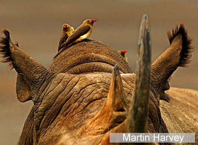 צילום: WWF-Canon