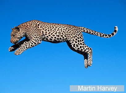 צילום: WWF-Canon