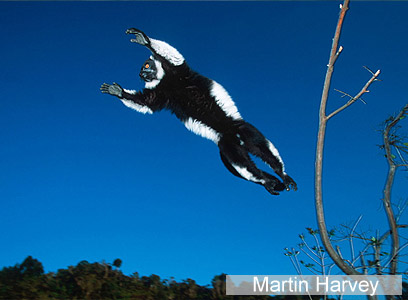 צילום: WWF-Canon