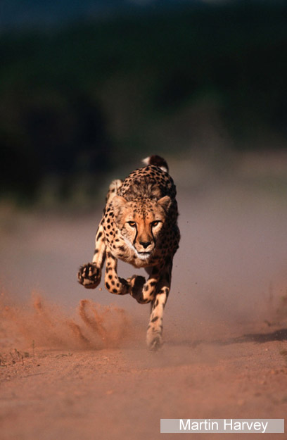 צילום: WWF-Canon