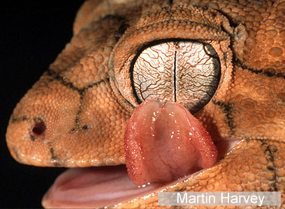 צילום: WWF-Canon