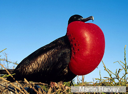 צילום: WWF-Canon