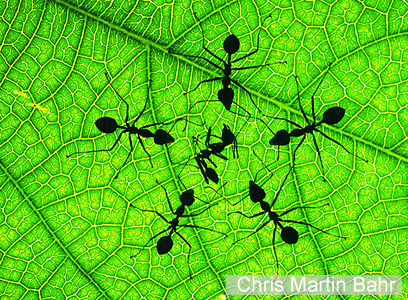 צילום: WWF-Canon