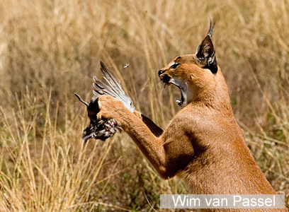 צילום: WWF-Canon