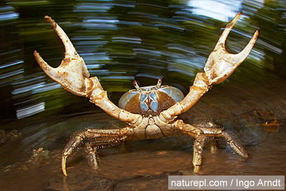 צילום: WWF צילום: WWF