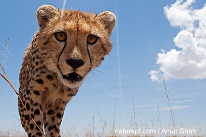 צילום: WWF צילום: WWF