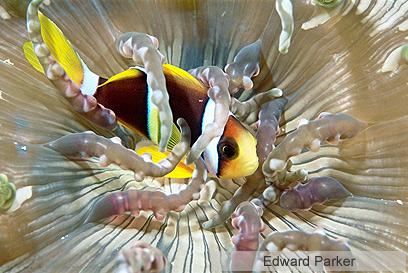 צילום: WWF-Canon צילום: WWF-Canon