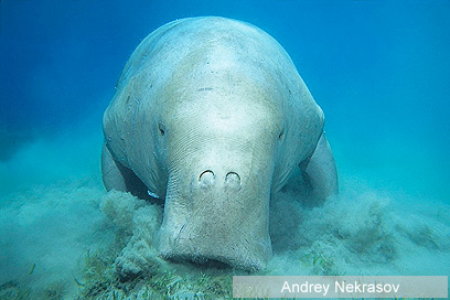 צילום: WWF-Canon צילום: WWF-Canon