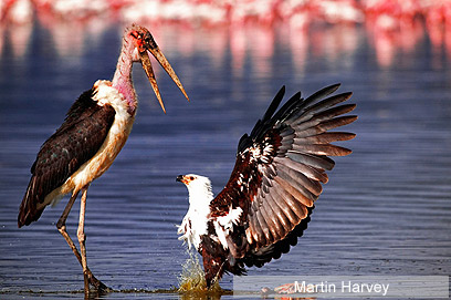 צילום: WWF-Canon צילום: WWF-Canon