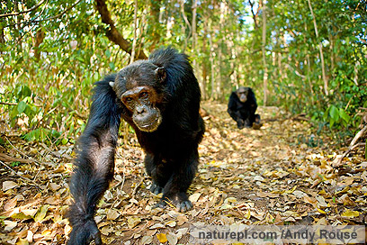 צילום: WWF צילום: WWF