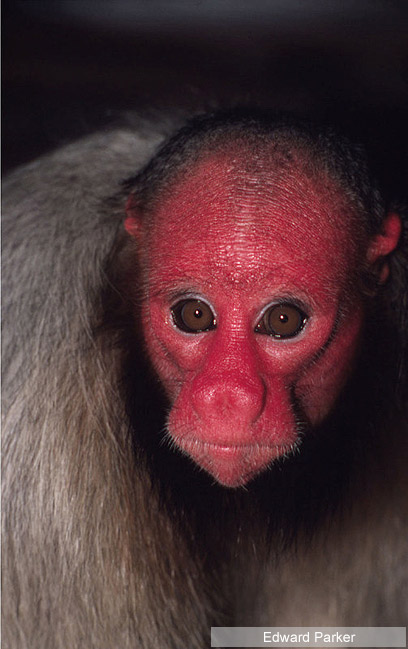 צילום: WWF-Canon צילום: WWF-Canon