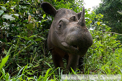 צילום: WWF צילום: WWF