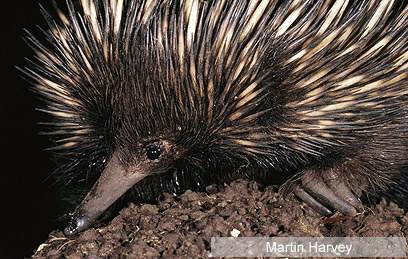 צילום: WWF-Canon צילום: WWF-Canon