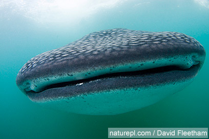 צילום: WWF צילום: WWF