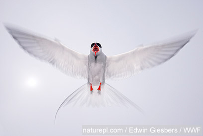 צילום: WWF צילום: WWF