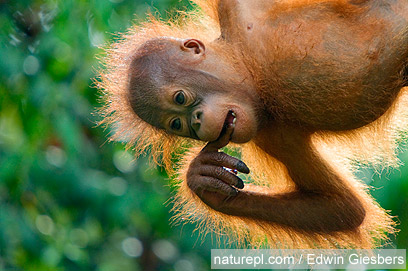 צילום: WWF צילום: WWF