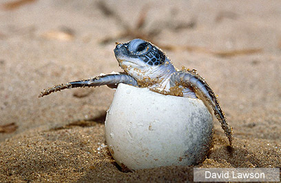 צילום: WWF-UK צילום: WWF-UK