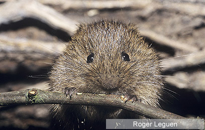 צילום: WWF-Canon צילום: WWF-Canon